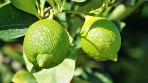 Lime, Fruit, Citrus, Branches Free Wallpapers Download For Desktop