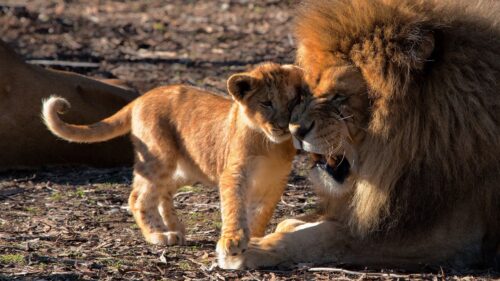 Lion, Cub Care, Predators Free Wallpapers Download For Desktop