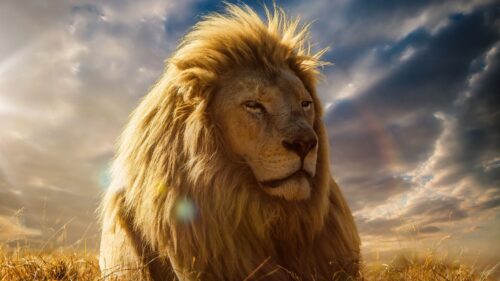 Lion, King of Beasts, Mane, Savannah Free Wallpapers Download For PC