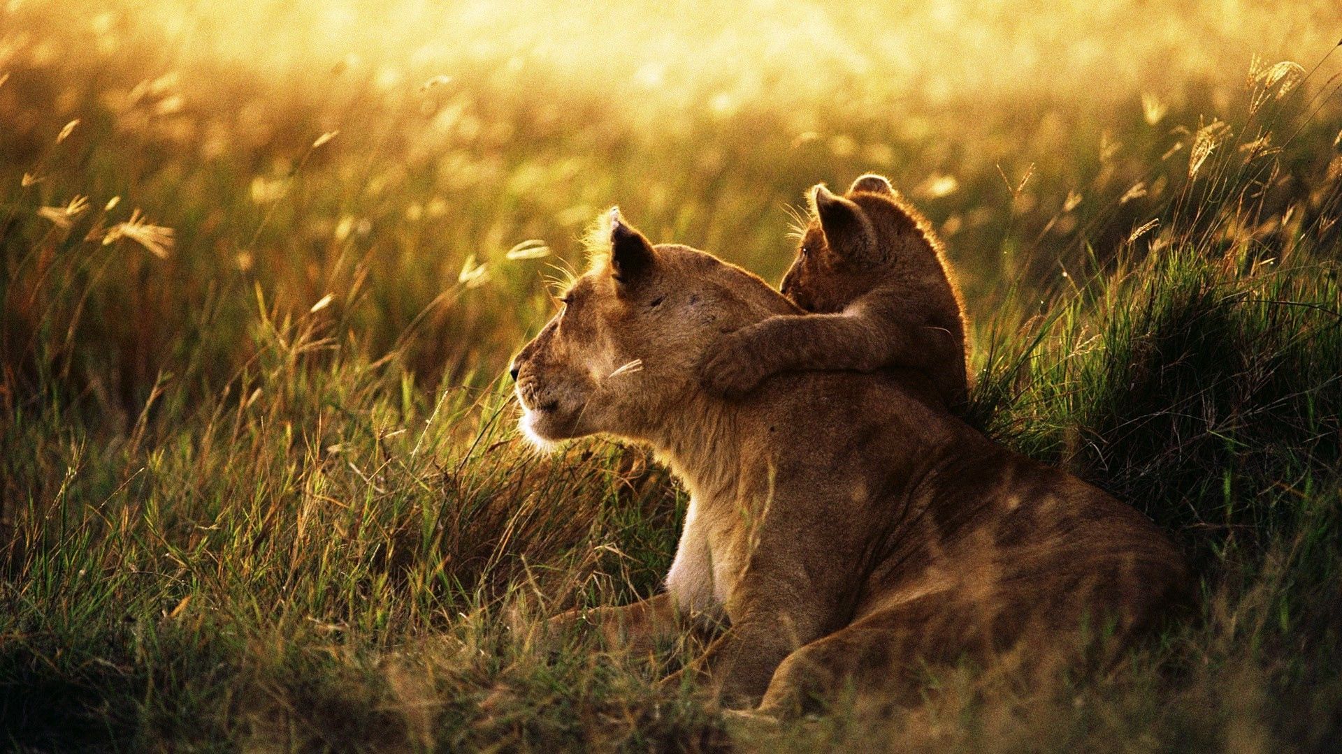 Lion, Lion Cub, Family, Cub, Caring, Baby, Sunshine Free Wallpapers  Download For PC - Desktop Wallpapers