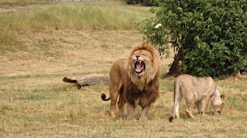 Lion, Lioness, Aggression, Hunting Free Wallpapers Download For PC