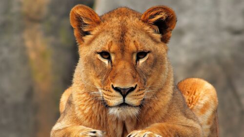Lion, Lioness Free Wallpapers Download For PC