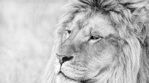 Lion Muzzle, Mane, Eyes, Predator Free Wallpapers Download For PC