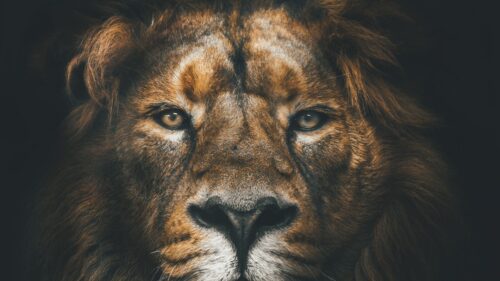 Lion, Muzzle, Mane Free Wallpapers Download For PC