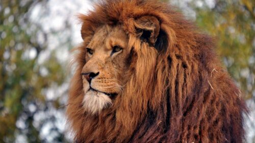Lion Muzzle, Mane, Predator Free Wallpapers Download For PC (2)