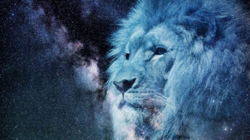 Lion Muzzle, Starry, Sky Free Wallpapers Download For PC