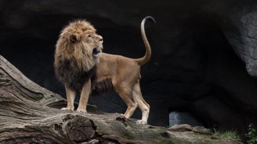 Lion, Predator, Stones, Grin Free Wallpapers Download For PC