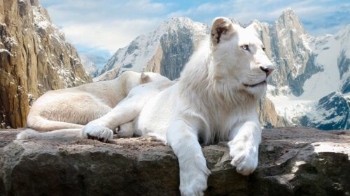 Lion, Rock, Mountain, Albino, Lie Free Wallpapers Download For PC