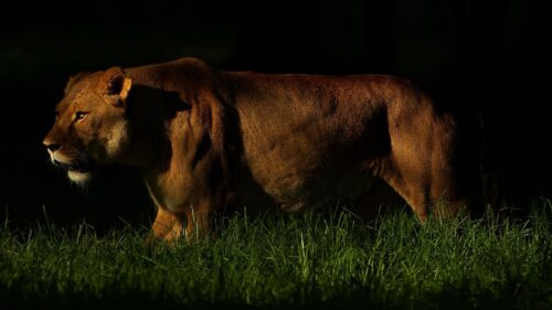 Lion, Shadow, Dark, Grass, Walking Free Wallpapers Download For PC