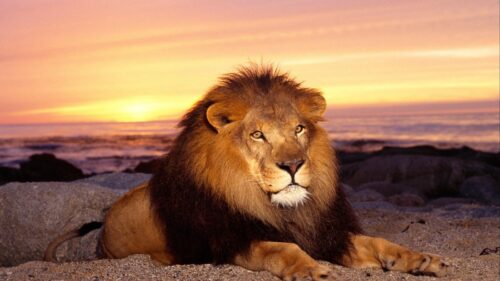 Lion, Sunset, Mane, King of Animals Free Wallpapers Download For PC