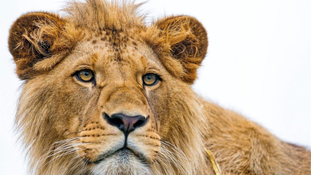 Previous