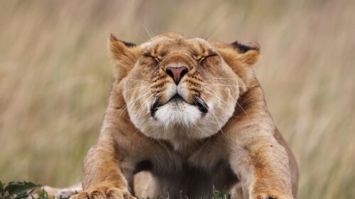 Lioness, Morning, Stretches, Predator Free Wallpapers Download For PC