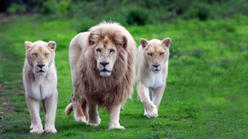 Lions Family, Grass, Walk, Predators Free Wallpapers Download For PC