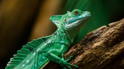 Lizard, Reptile, Color, Scales Free Wallpapers Download