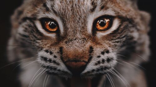 Lynx, Predator, Big Cat Free Wallpapers Download