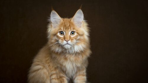 Maine Coon, Kitten, Fluffy, View Free Wallpapers Download