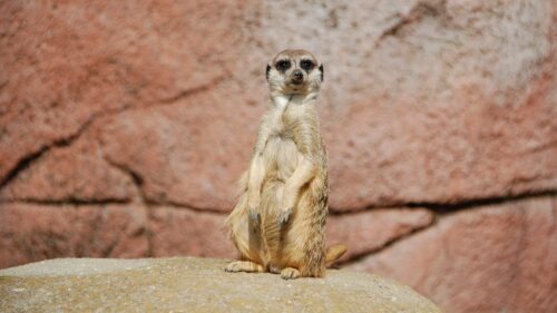 Meerkat, Sitting, Funny Free Wallpapers Download