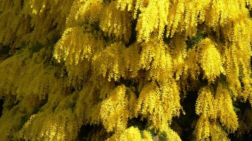 Mimosa, Flowering, Spring, Fluffy 500+ Wallpaper ideas For Today