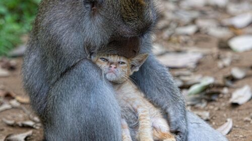 Monkey, Cat, Hugs, Caring 500+ Wallpaper ideas For Today