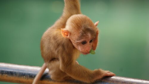 Monkey, Funny, Little 500+ Wallpaper ideas For Today