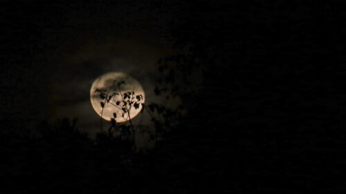 Moon, Branches, Night 500+ Wallpaper ideas For Today
