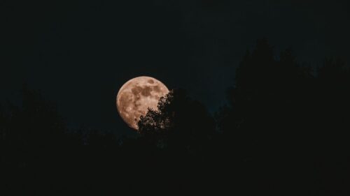 Moon, Full Moon, Trees Download Free HD Wallpapers