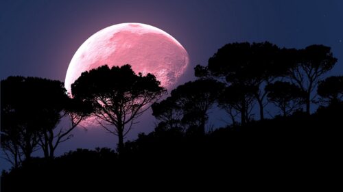 Moon, Tree, Photoshop Download Free HD Wallpapers