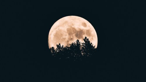 Moon, Trees, Dark Download Free HD Wallpapers