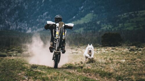 Motorcyclist, Dog, Race Download Free HD Wallpapers