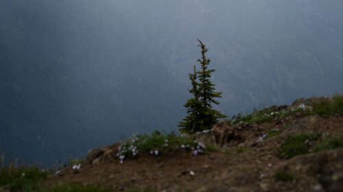 Mountains, Fog, Tree Free HD Wallpapers Download