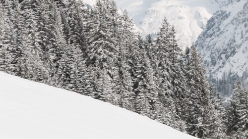 Mountains, Snow, Trees Free HD Wallpapers Download