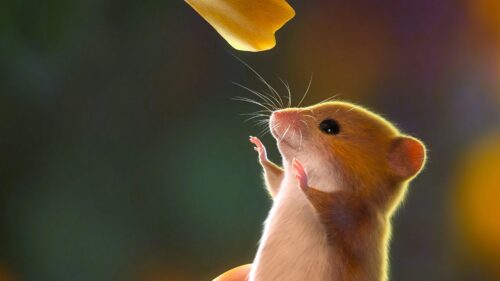 Mouse, Rodent, Cute Free HD Wallpapers Download