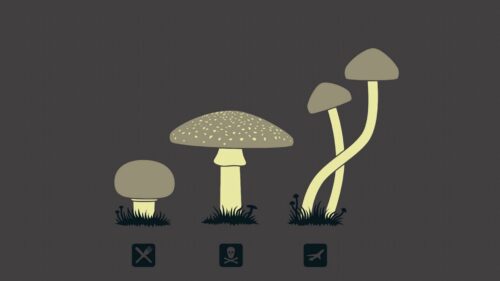 Mushrooms, Drawing, Kind Desktop Wallpapers Free Download