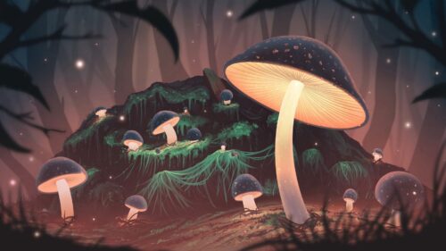 Mushrooms, Glow, Light Desktop Wallpapers Free Download