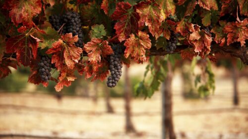 Nature, Leaves, Blur, Vineyard, Grapes Wallpapers Free Download