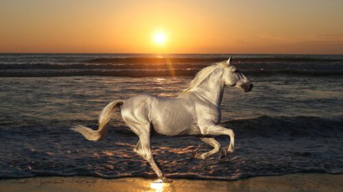 Nature, Stallion, Horse, Animals, Rides Wallpapers Free Download