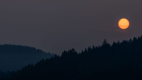Night, Moon, Forest Wallpapers Free Download