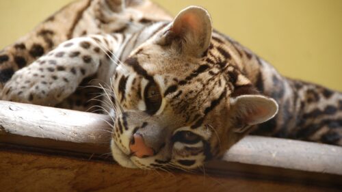 Ocelot, Wild Cat Wallpapers Free Download