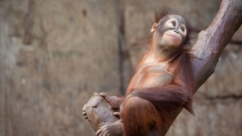 Orangutan, Monkey, Tree Wallpapers Download For Your Device