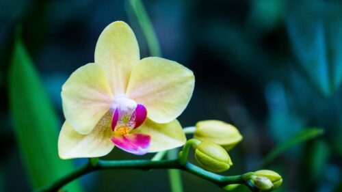 Orchid, Flower, Bud, Petals Wallpapers Download For Your Device