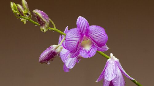 Orchid, Flower, Petals, Drops Wallpapers Download For Your Device