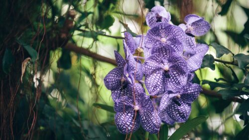 Orchid, Purple, Striped, Exotic Wallpapers Download For Your Device