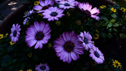 Osteospermum, Flowerbed Wallpapers Download For Your Device