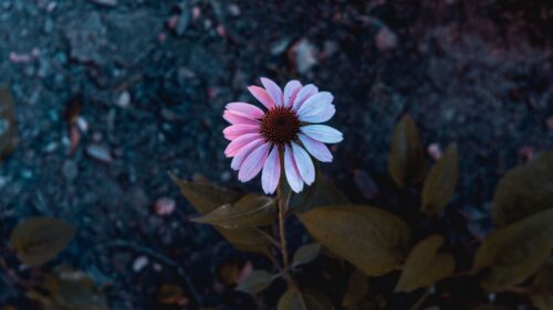 Osteospermum, Flowering, Petals Wallpapers Download For Your Device
