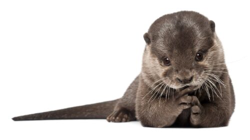 Otter, Animal, Wool Fur, Beautiful Wallpapers Download For Your Device