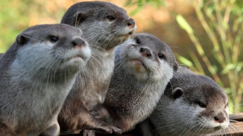 Otters View, Animals Wallpapers Download For Your Device