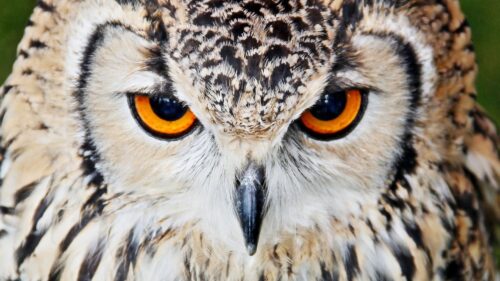 Owl, Beak, Eyes Wallpapers Download For Your Device