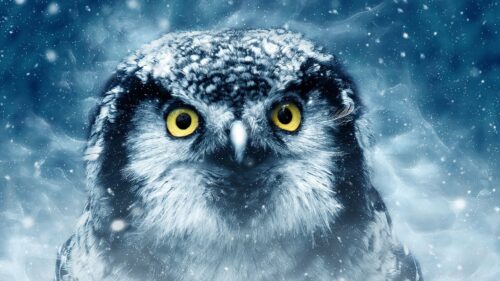 Owl, Bird, Eyes Wallpapers Download For Your Device