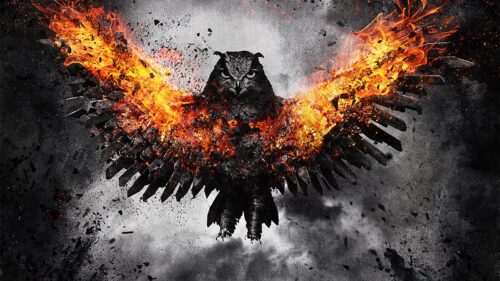 Owl, Bird, Fire Wallpapers Download For Your Device