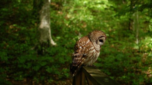 Owl, Bird, Predator, Forest Wallpapers Download For Your Device